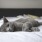 lifestyle image of a grey cat on a bed with bright sheets