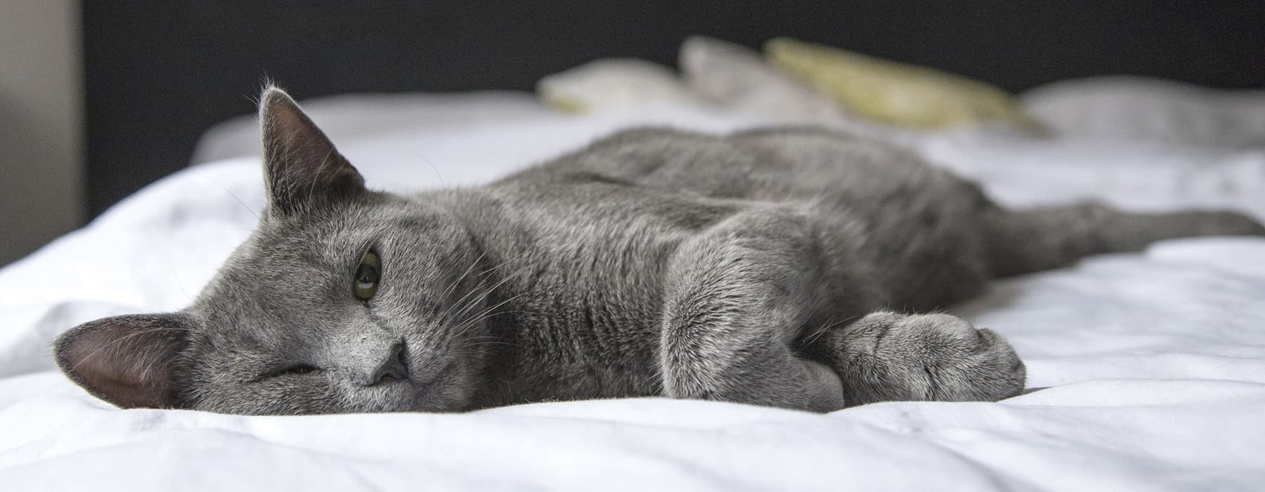 lifestyle image of a cat laying in a bright bed